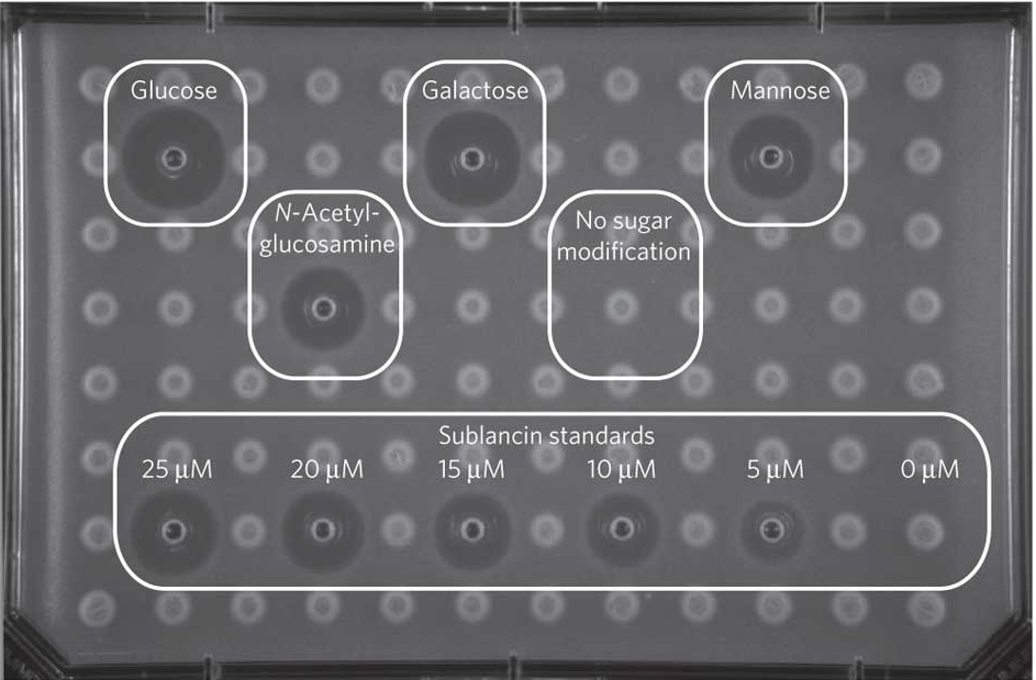 bioassay with different substrates