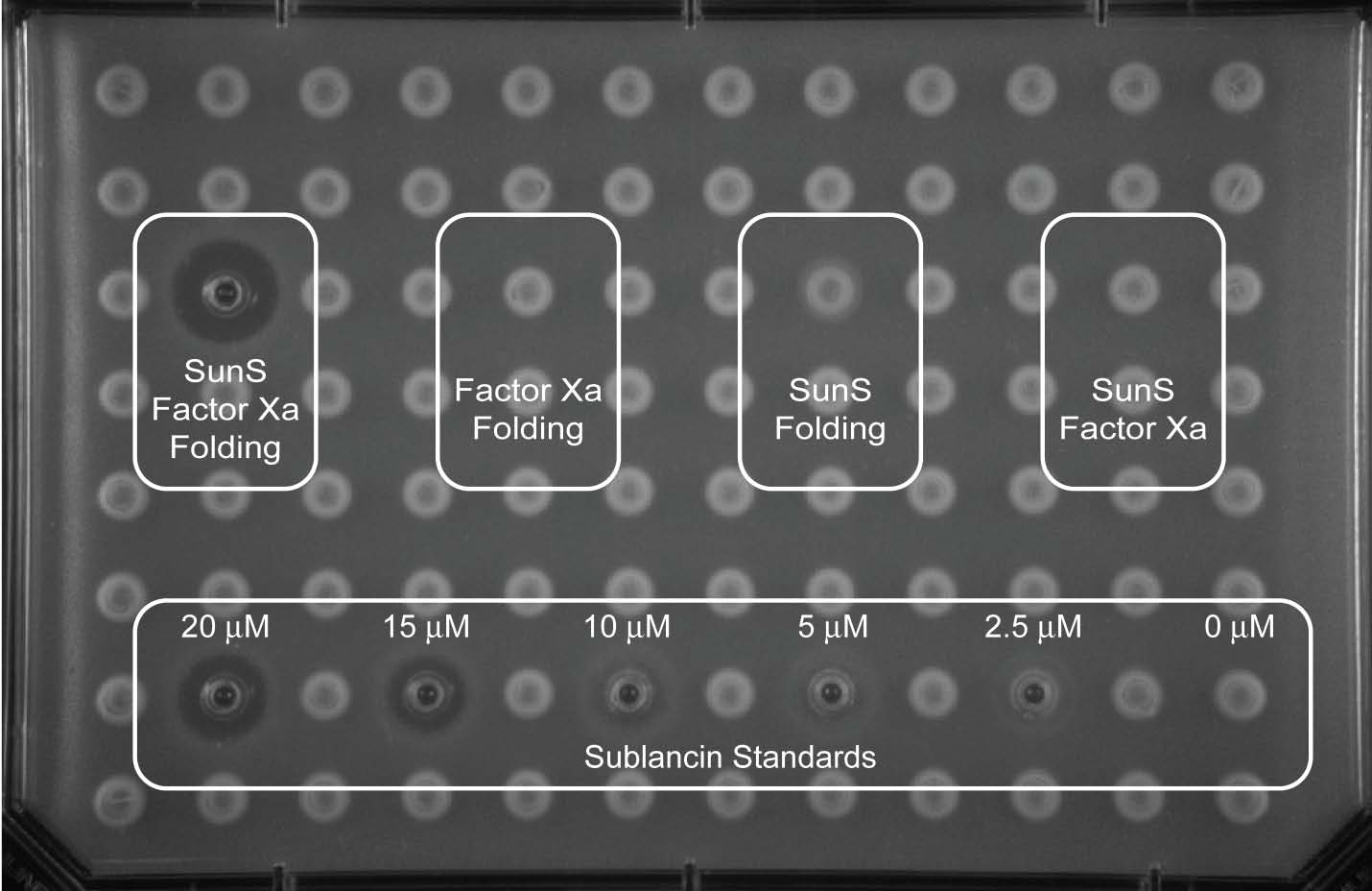 bioassay with different sublancin precursors