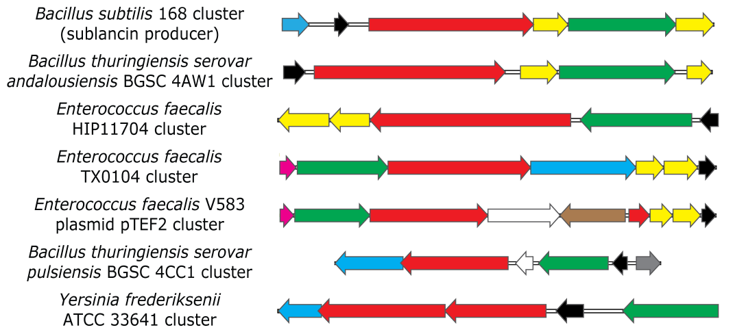 similar gene clusters