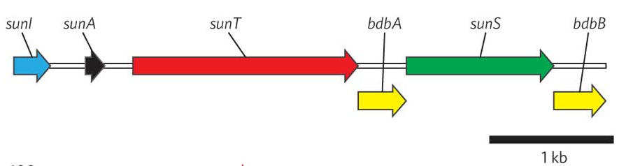 Sublancin gene cluster